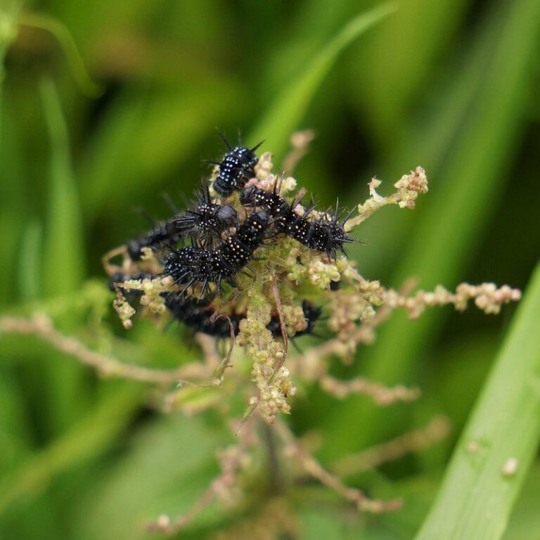 black soldier larvae characteristics