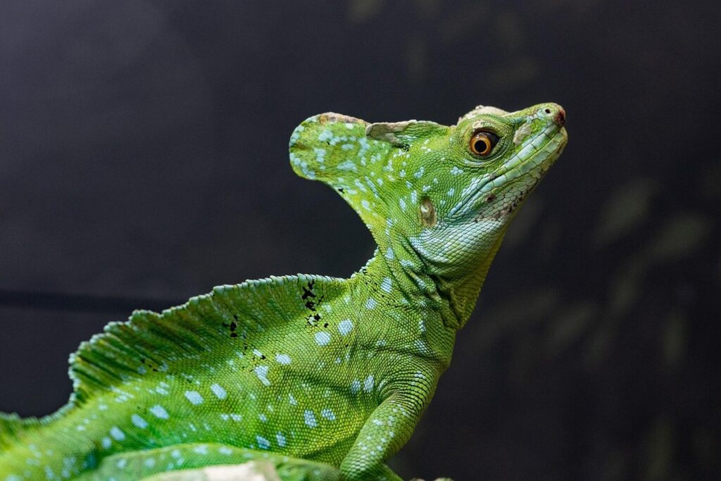 blue basilisk lizard