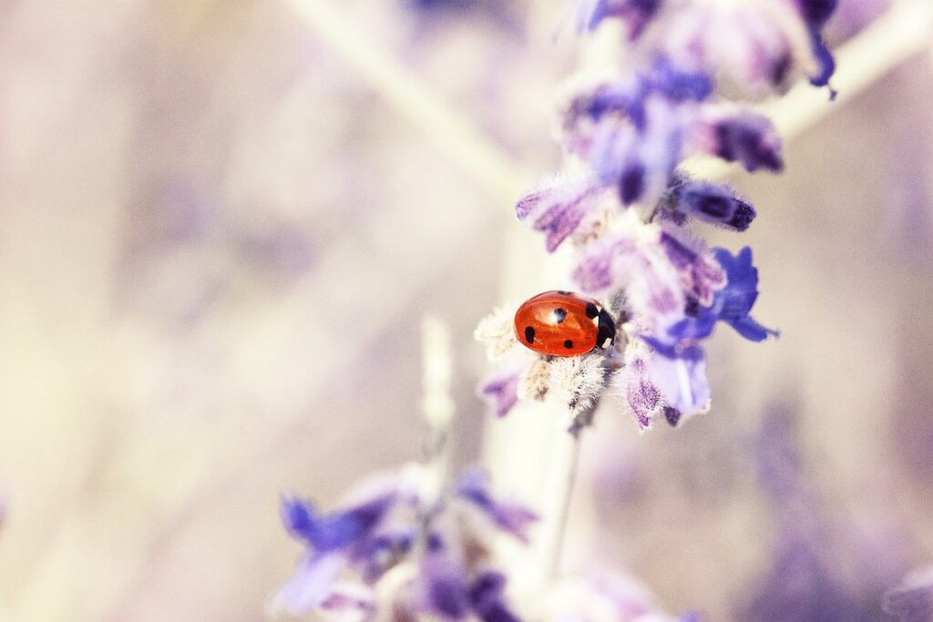 blue death feigning beetle