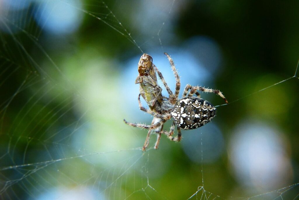 blue spider as an exotic pet