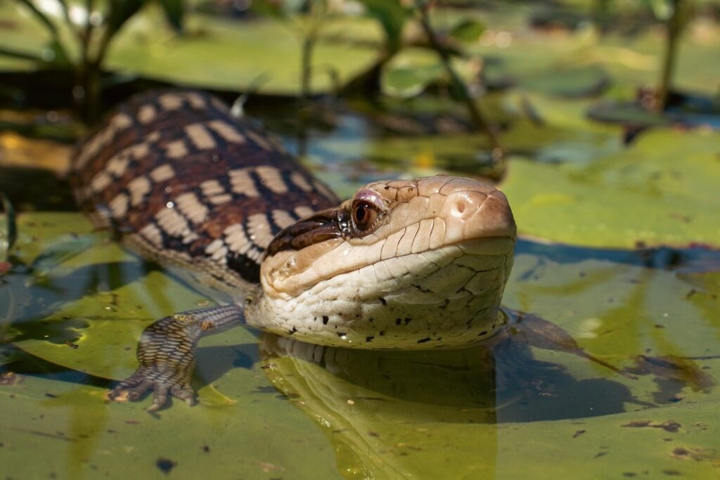 blue tongue skink