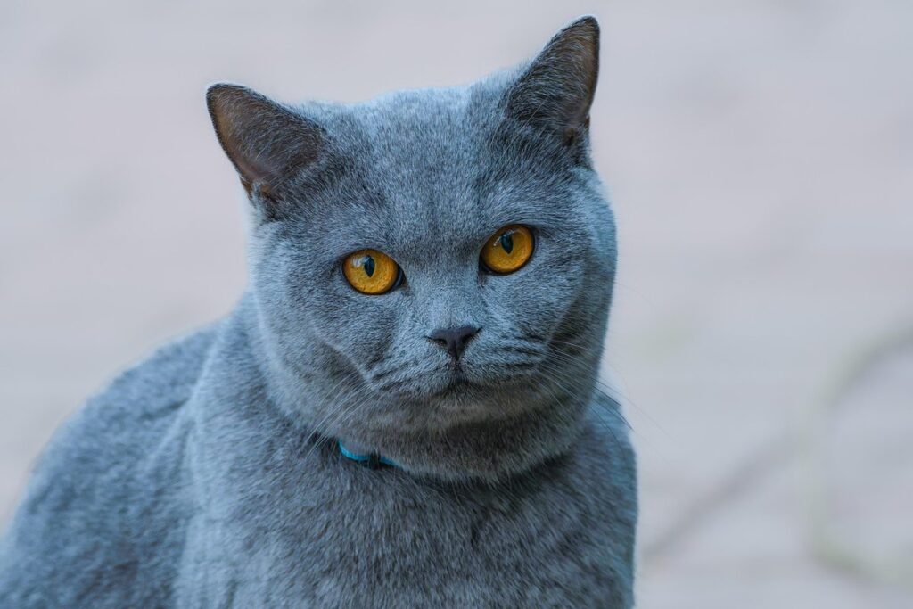 bobcat domestic cat hybrid