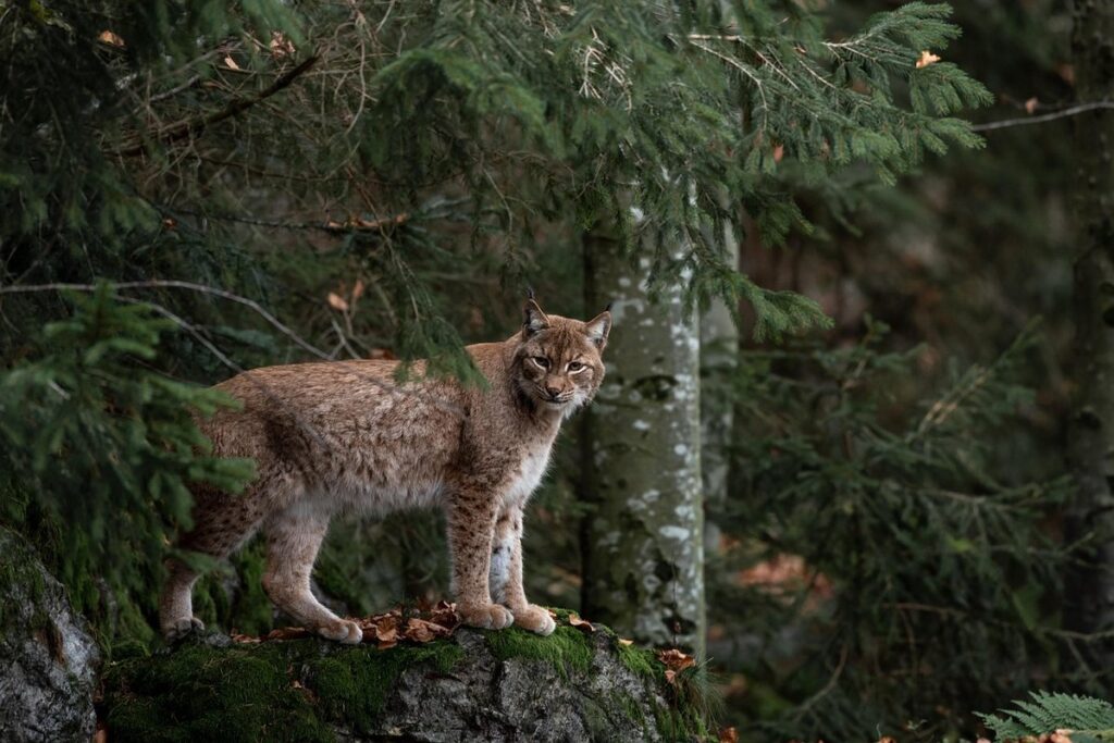 bobcat hybrid kittens