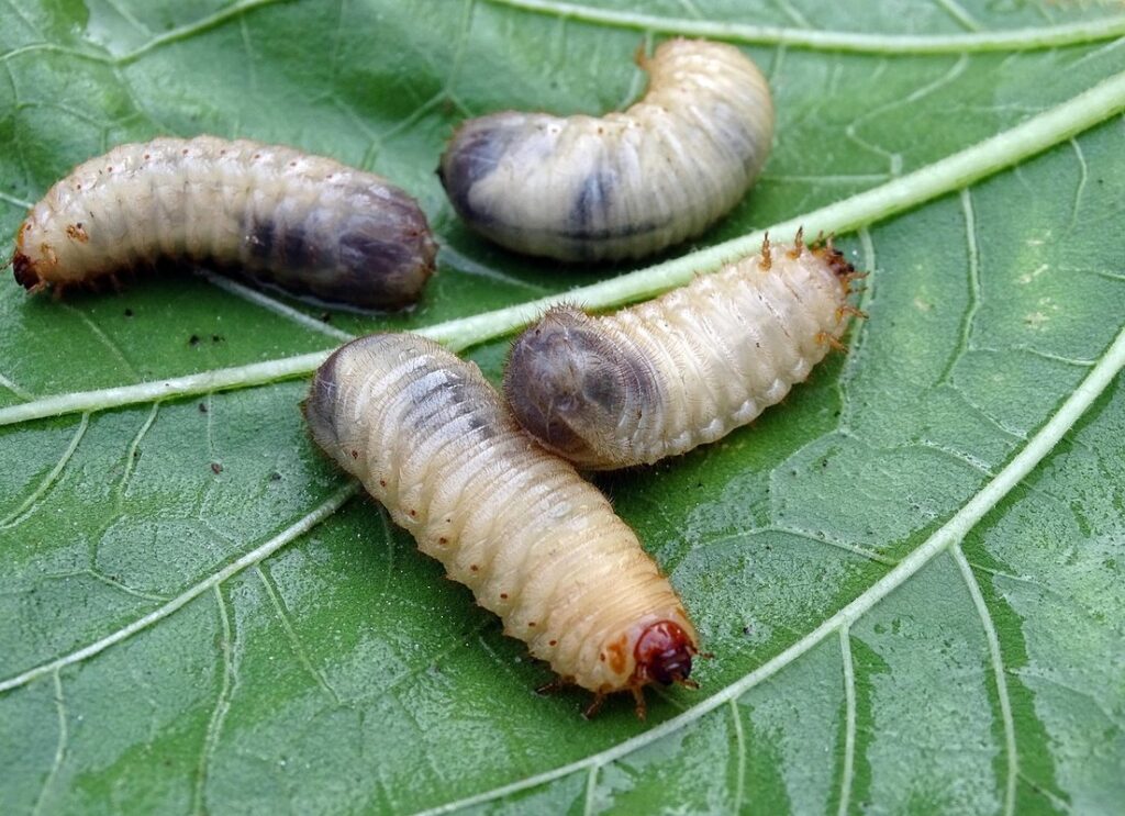 bottlefly larvae