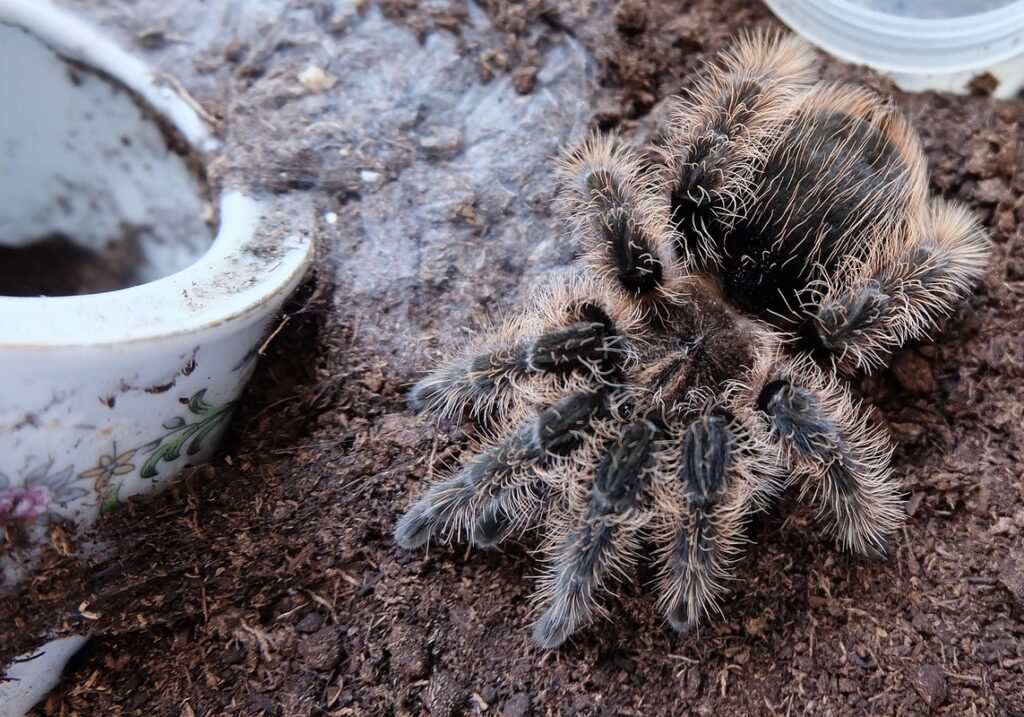 brachypelma albopilosum