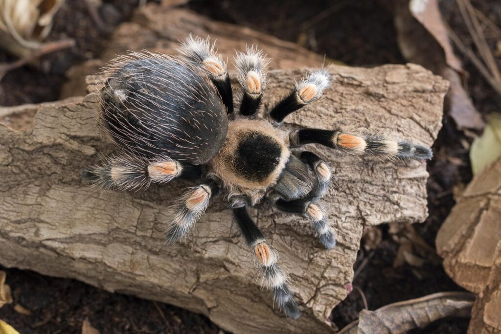 brachypelma hamorii