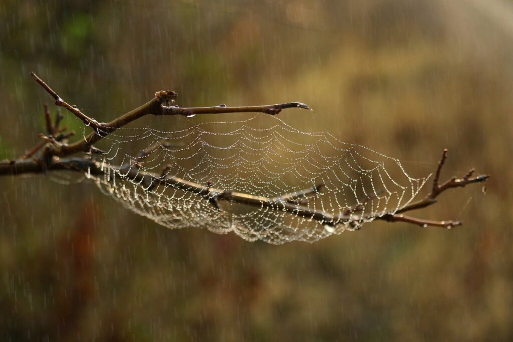 brazilian water spider