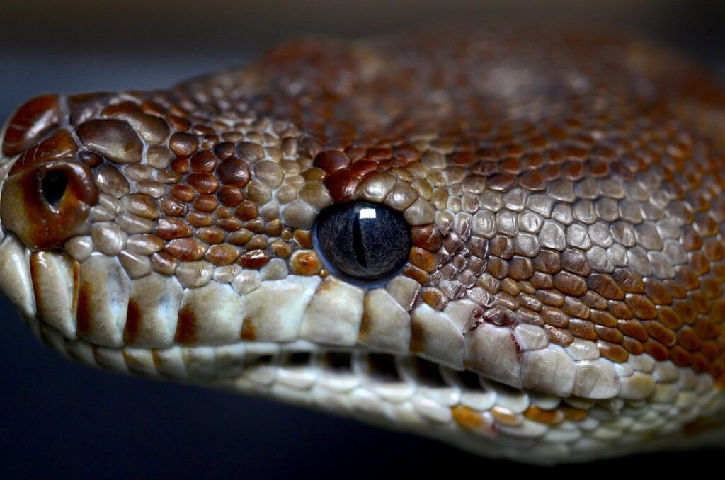 bredl’s python care