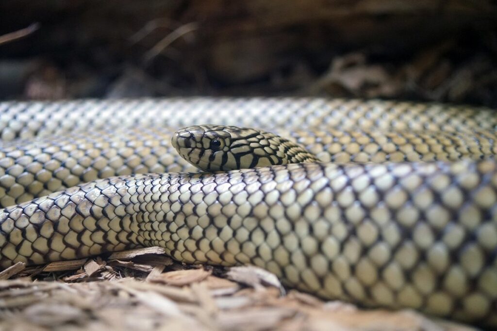 brooks kingsnake