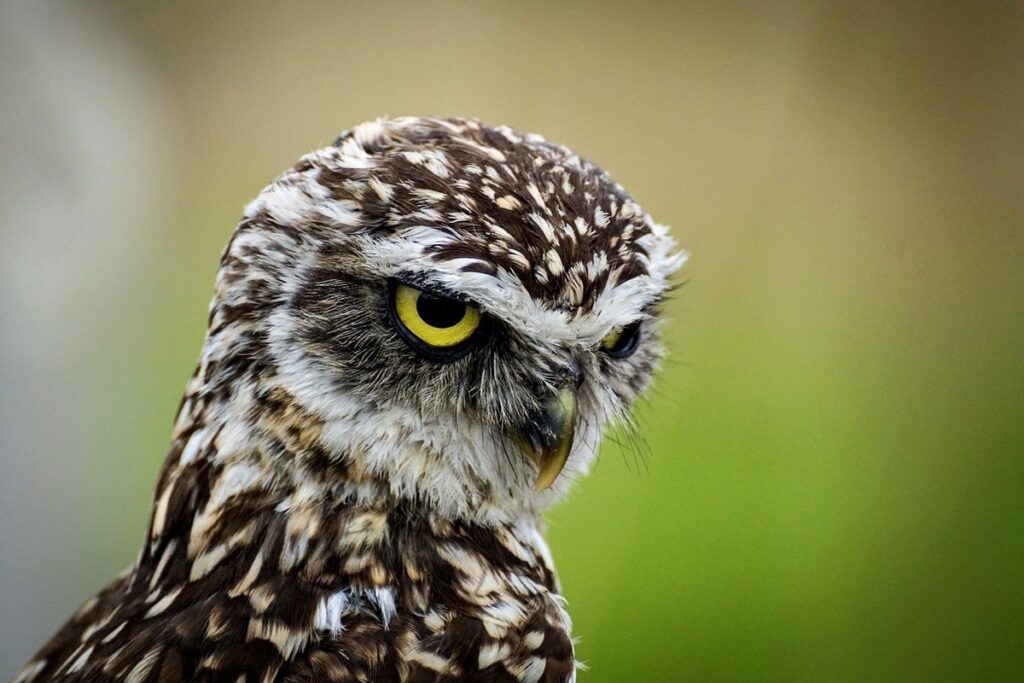 burrowing owl as an exotic pet