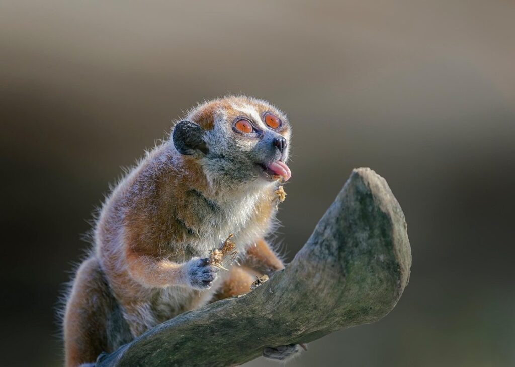 bushbaby pet price