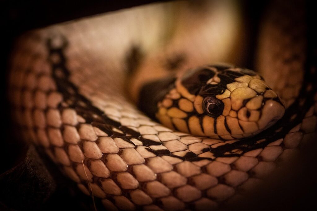 california kingsnake