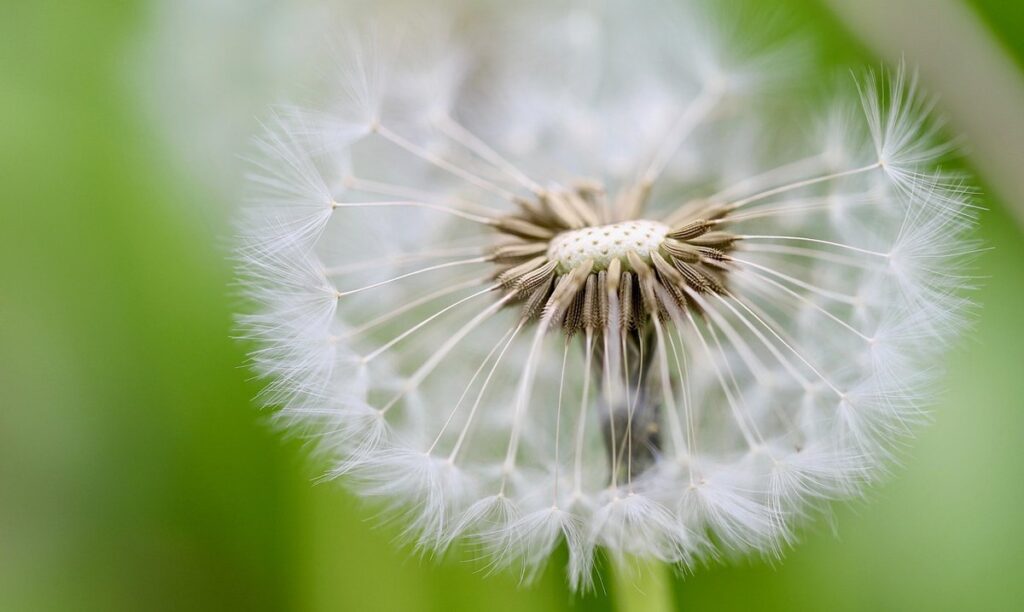 alpiste seeds