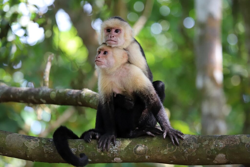 capuchin animal