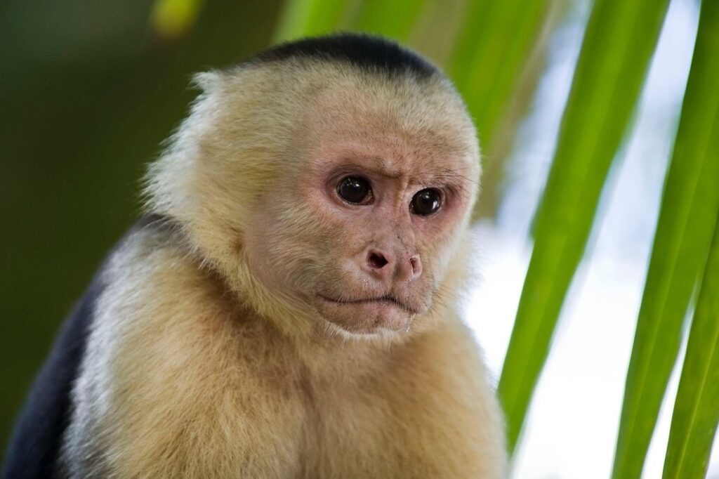 capuchin monkey pet