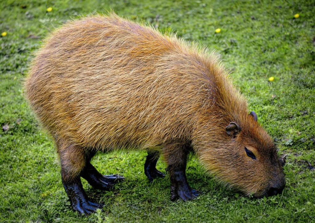 capybara as an exotic pet