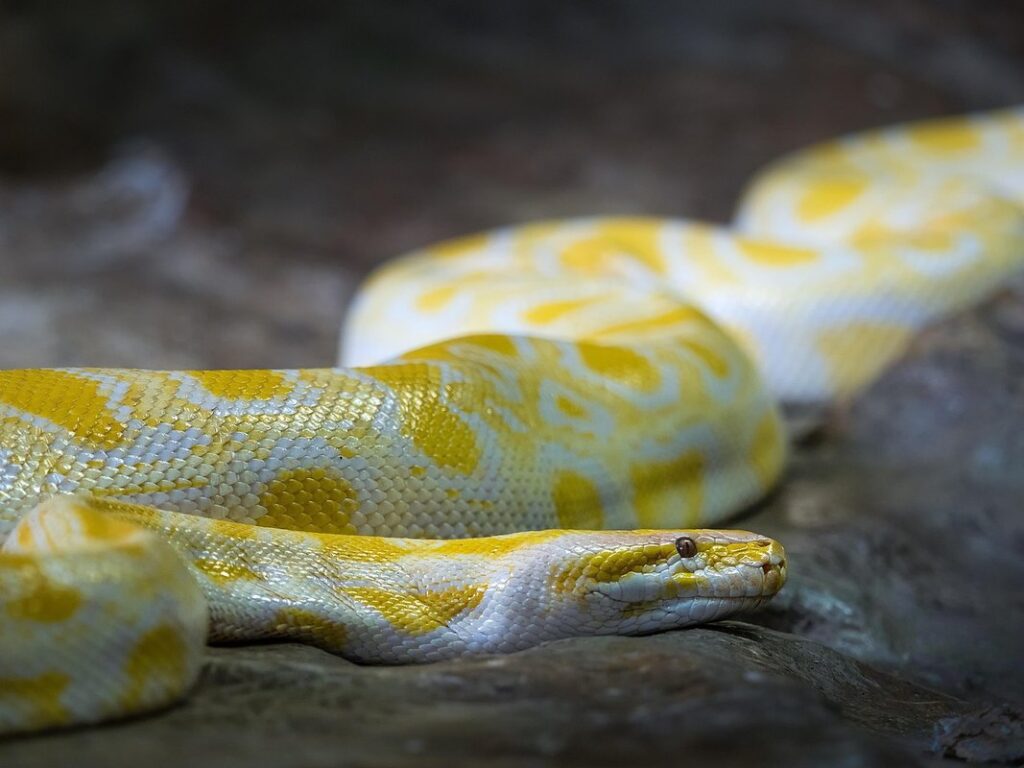 carpet python food