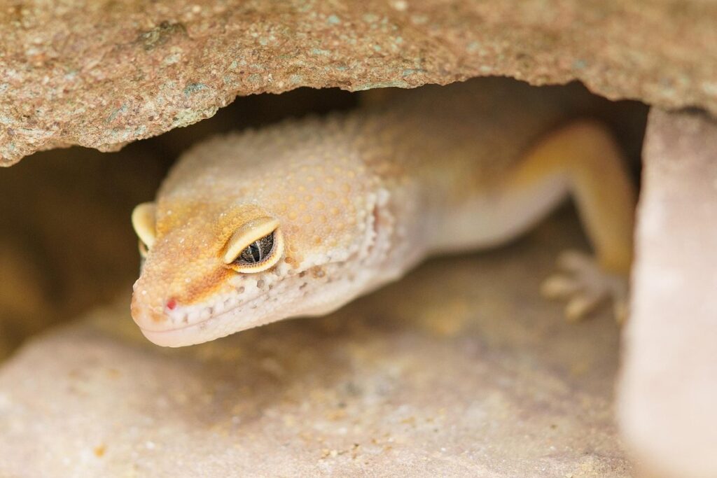 cave gecko