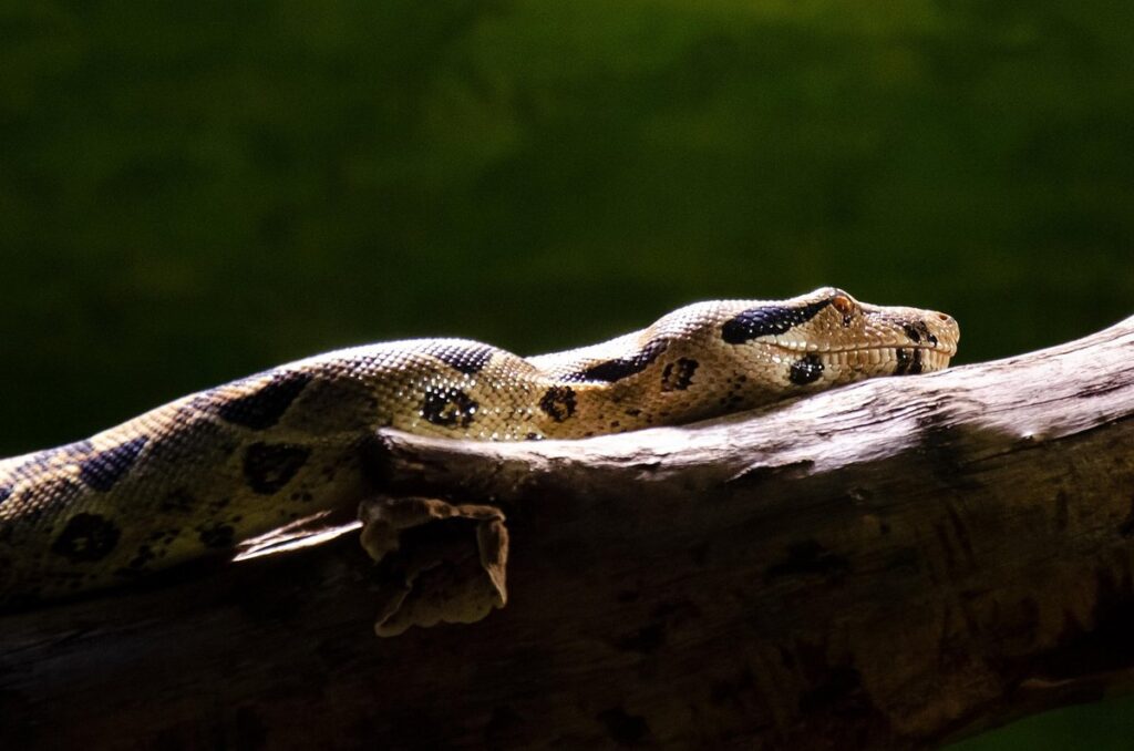 central american boa