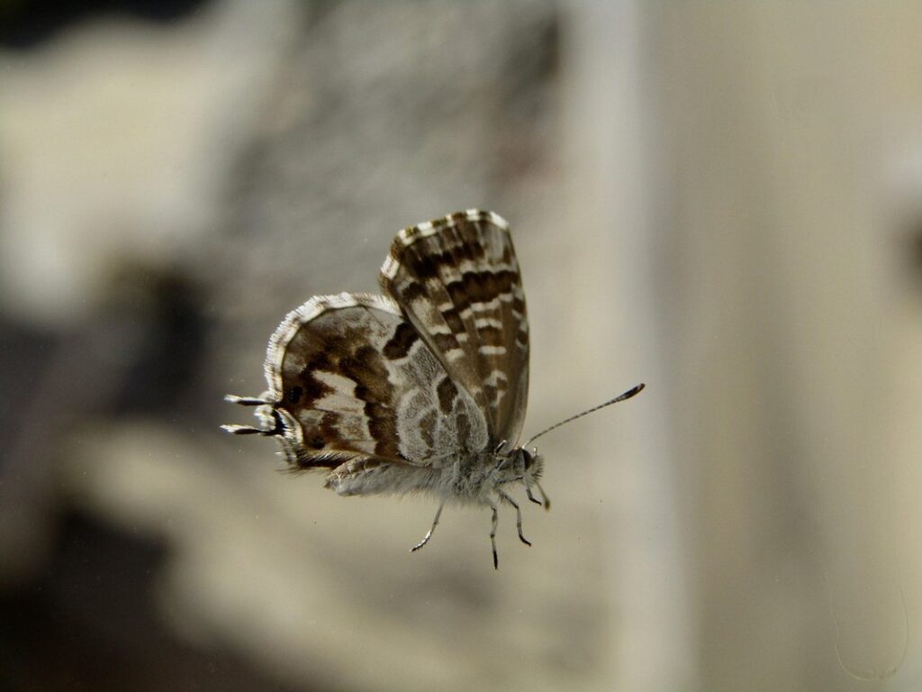 ceratogyrus marshalli