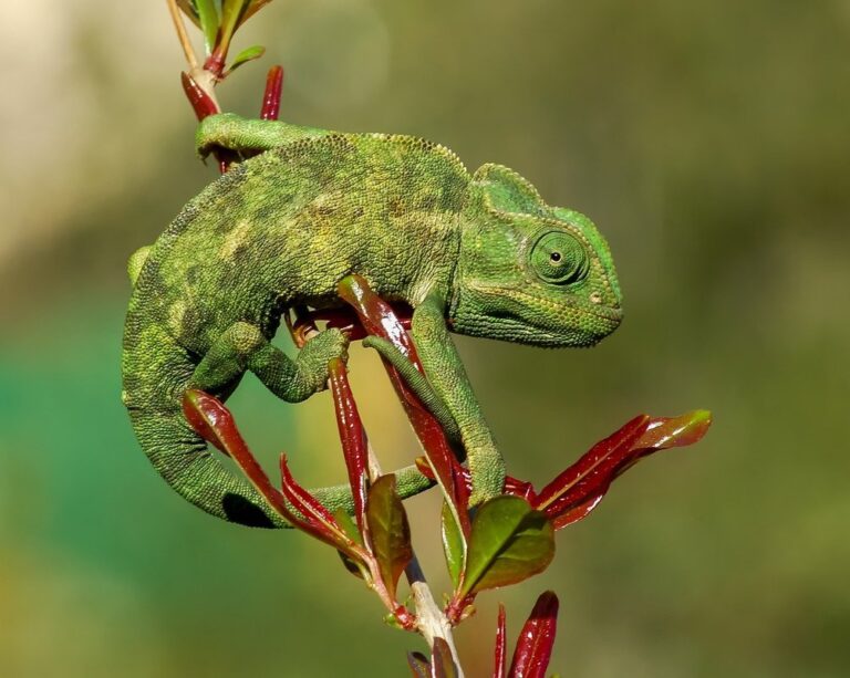 chameleon habitat preferences