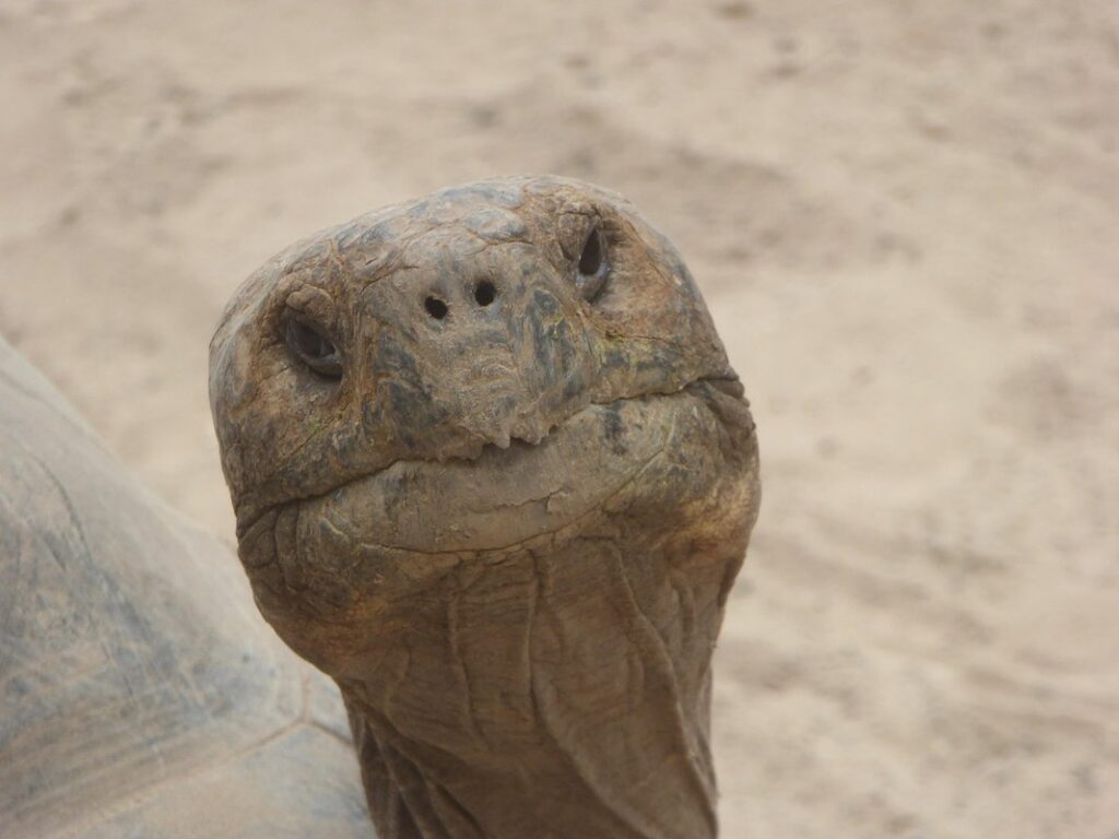 cherry head tortoise