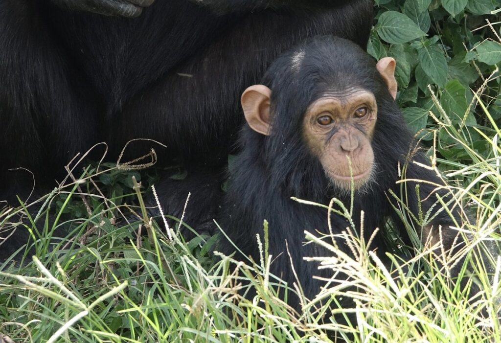 chimp diaper
