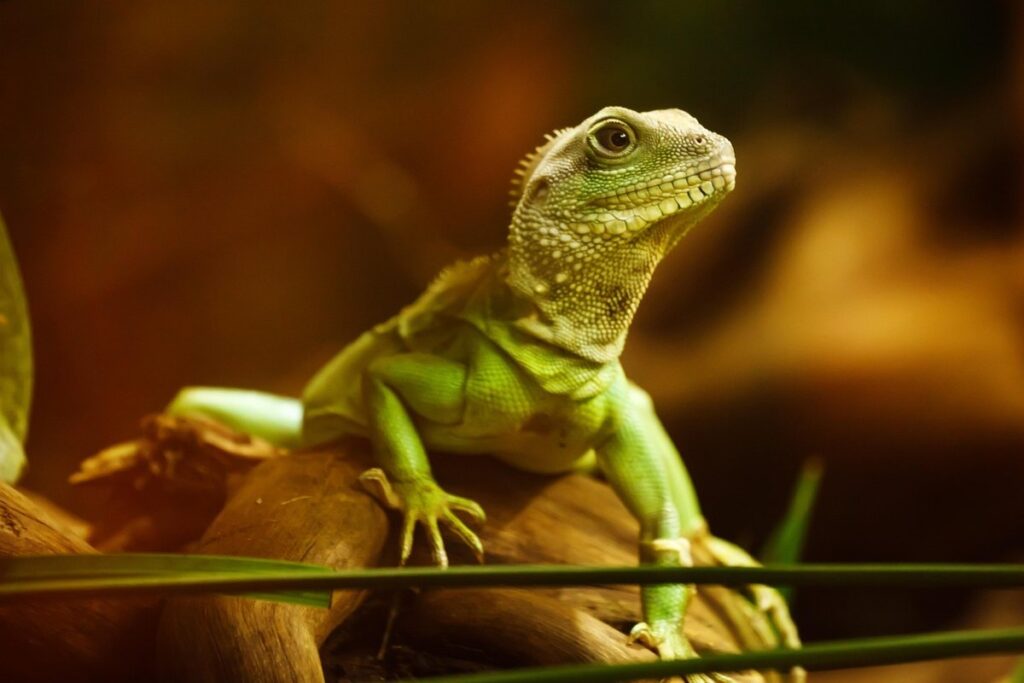 chinese water dragon characteristics