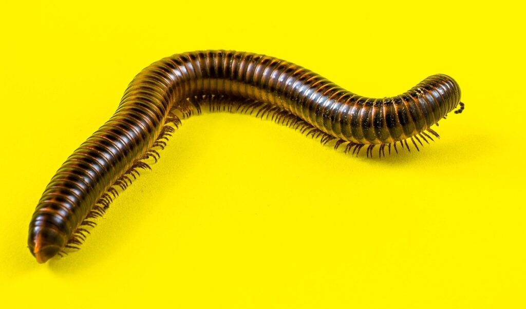 giant chocolate desert millipede care