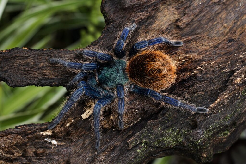 chromatopelma cyaneopubescens
