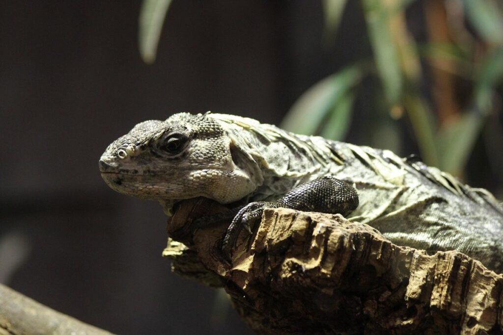 chuckwalla as an exotic pet