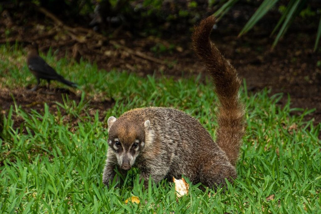 coati as an exotic pet