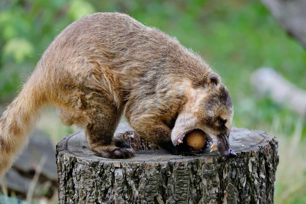 coatimundi as an exotic pet