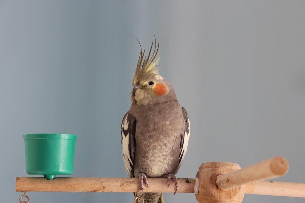 cockatiel beak