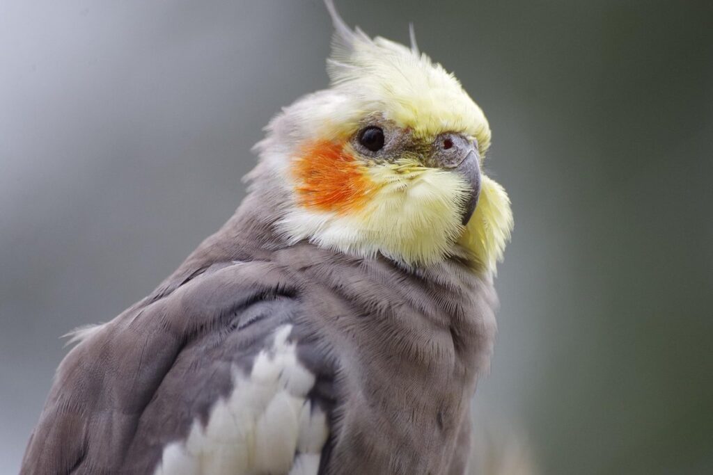 cockatiel yelling