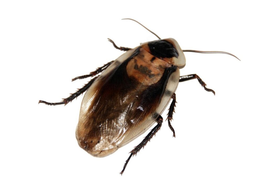 exotic cockroaches as pets