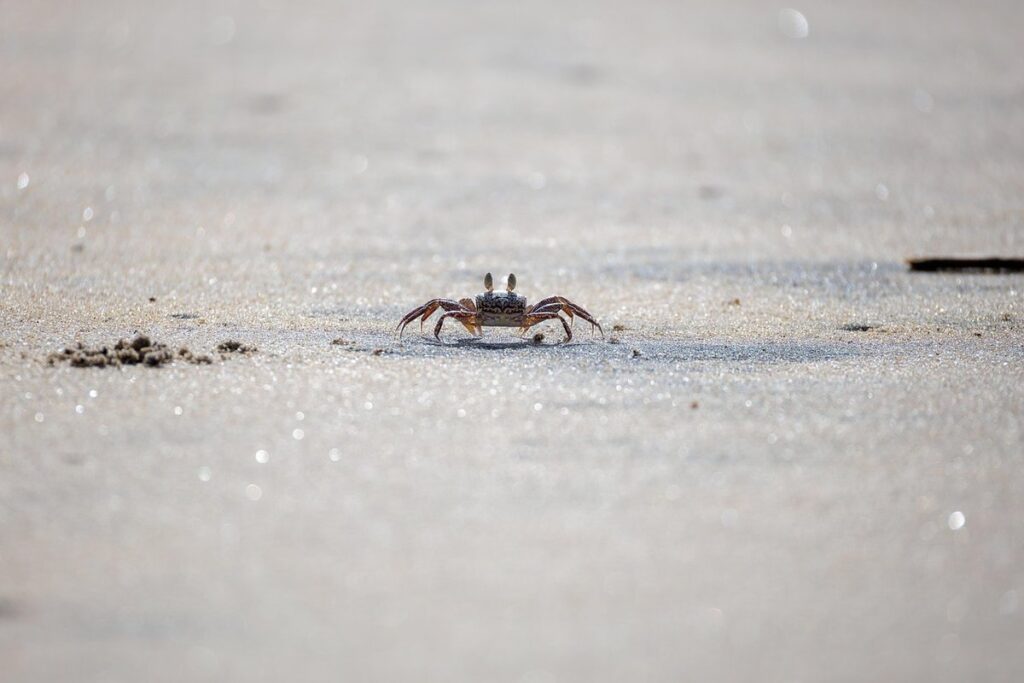 coconut crab behavior