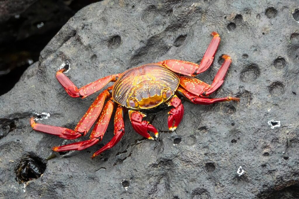 coconut crab habitat needs
