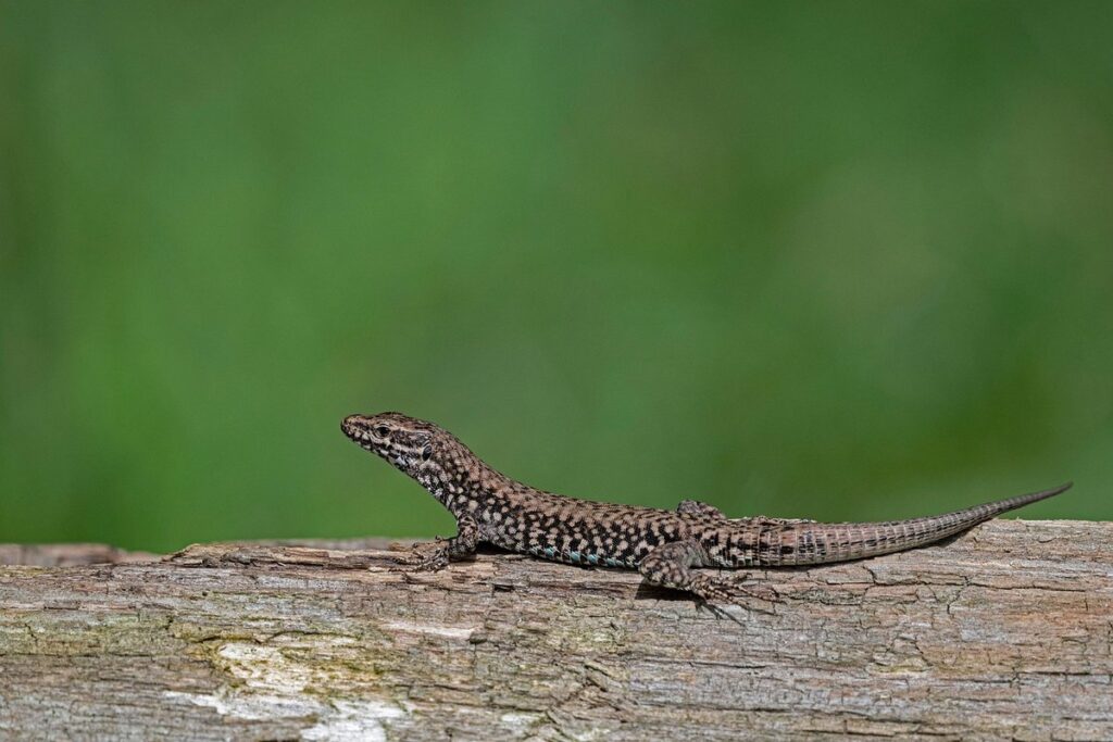 common collared lizard