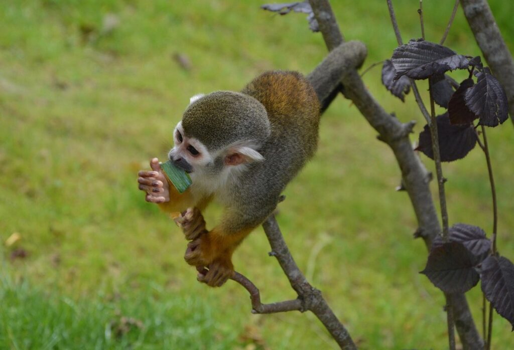 common monkey pets