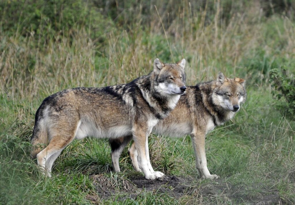 communication in wolves