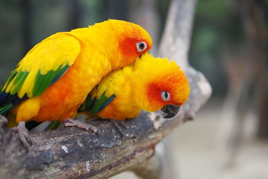 how to train a conure