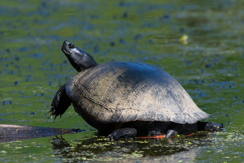 cooter turtle