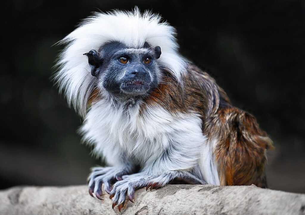 cotton headed tamarin for sale