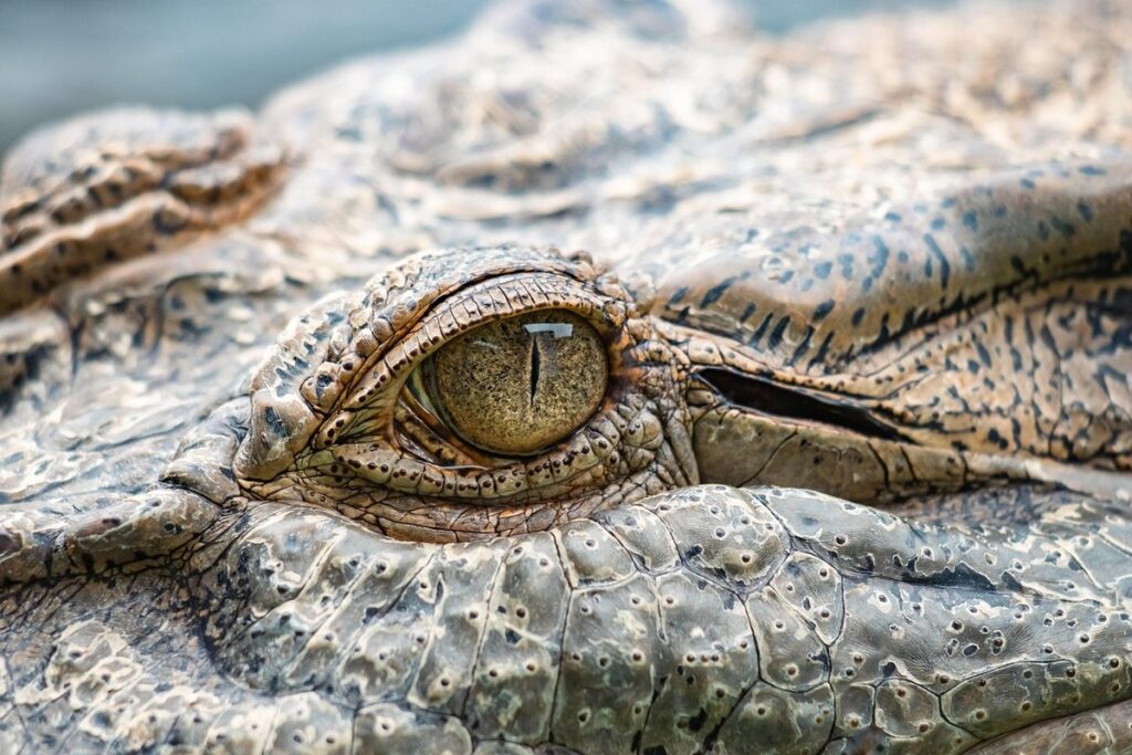 morelet’s crocodile