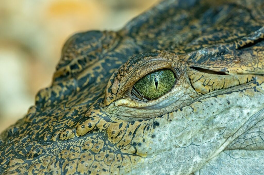 white eyed croc skink