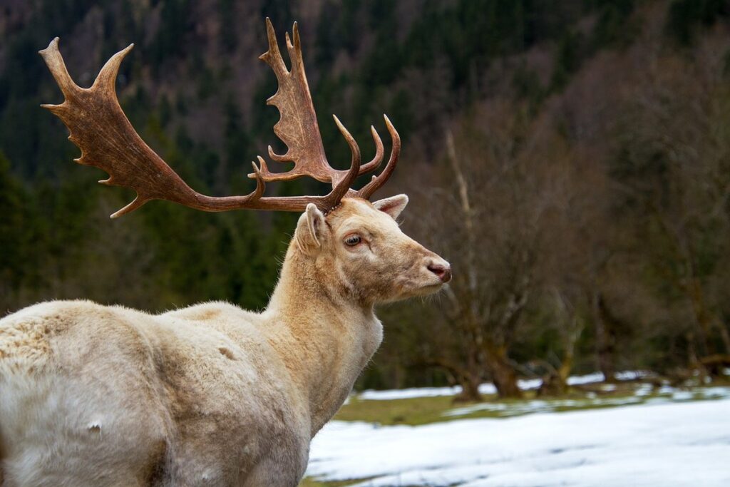 cumberland slider characteristics