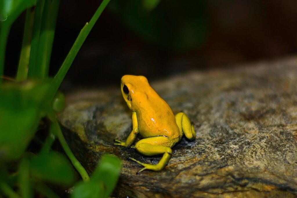 dart frogs