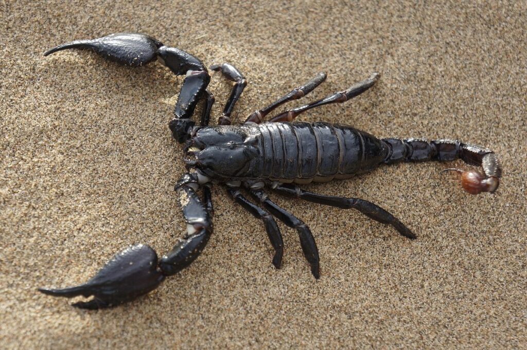 desert hairy scorpion
