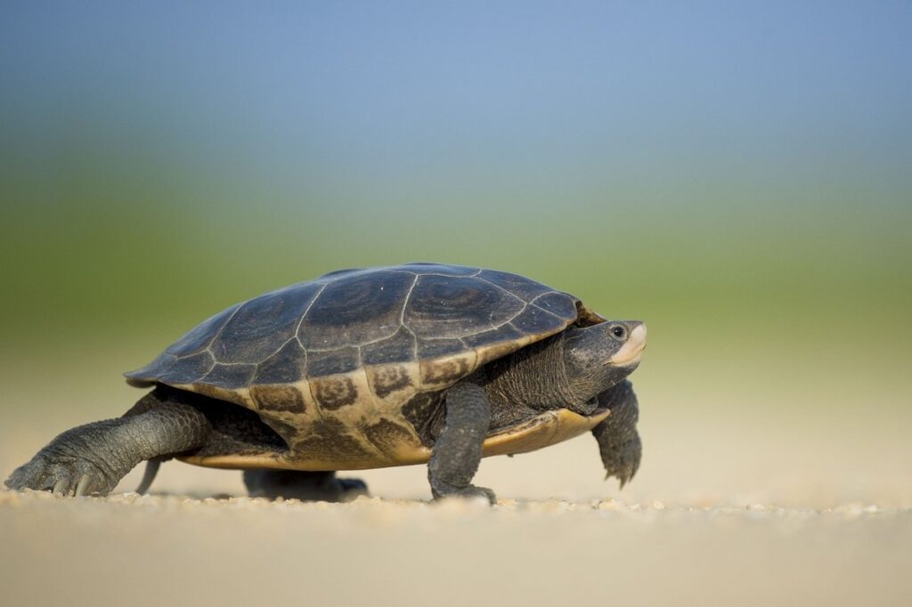 desert turtle